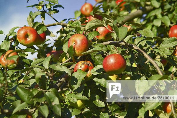 Rote Äpfel an einem Ast nahe Grunbach  Deutschland