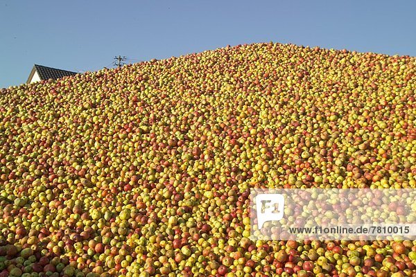 Apfelernte in Remshalden  Deutschland