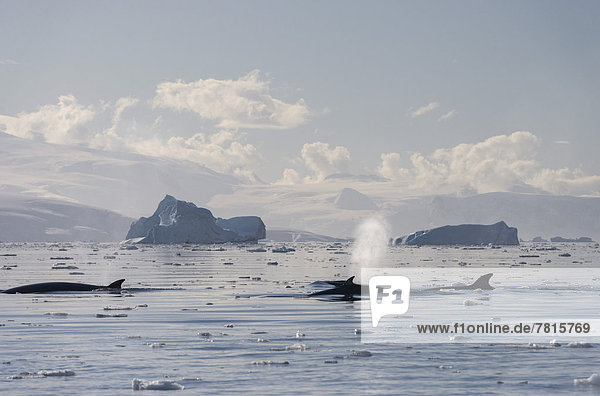 Südliche Zwergwale (Balaenoptera bonaerensis)  Gruppe  blasend  vor Eisbergen
