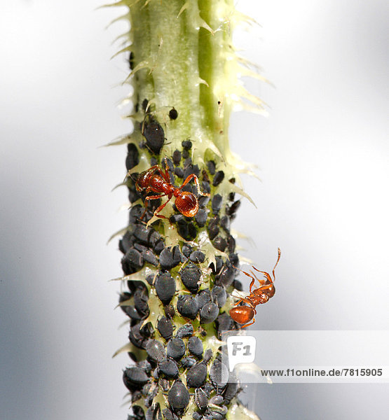 Blattläuse (Aphidoidea) auf einer Distel werden von Ameisen (Formidicae) gemolken