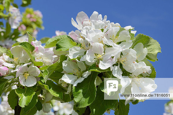 Apfelblüten (Malus sp. Hybride Mill.)