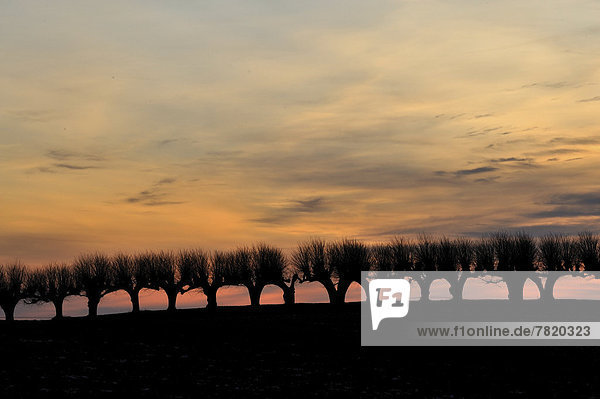 Feston Avenue at Schloss Bothmer Castle