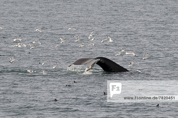 Fluke eines abtauchenden Buckelwales (Megaptera novaeangliae)  umgeben von Möwen