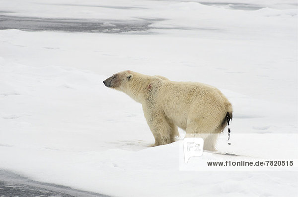 Männlicher Eisbär (Ursus maritimus) defäkiert  im Packeis
