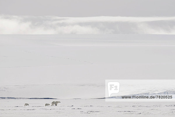 Eisbärin (Ursus maritimus) mit zwei Jungen auf Meereis