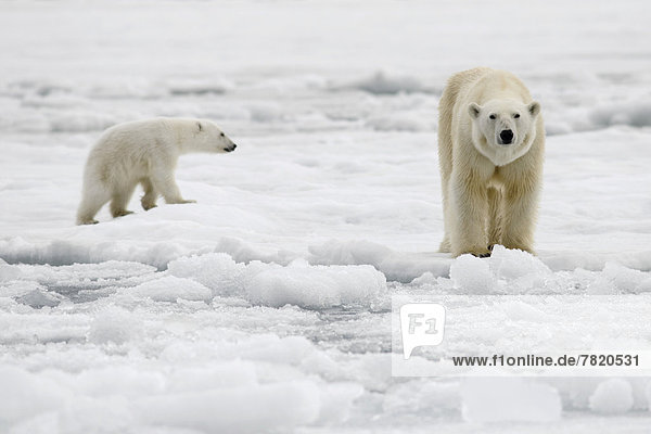 Lean female Polar Bear (Ursus maritimus) with a lean cub