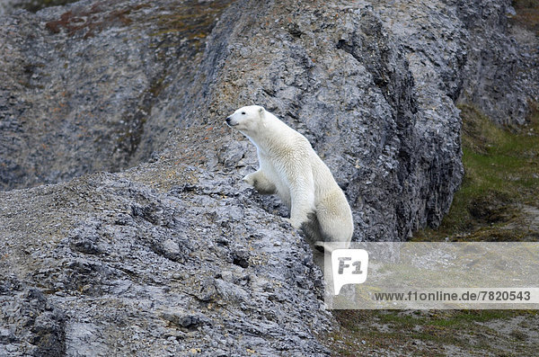Polar Bear (Ursus maritimus) climbing over rocks