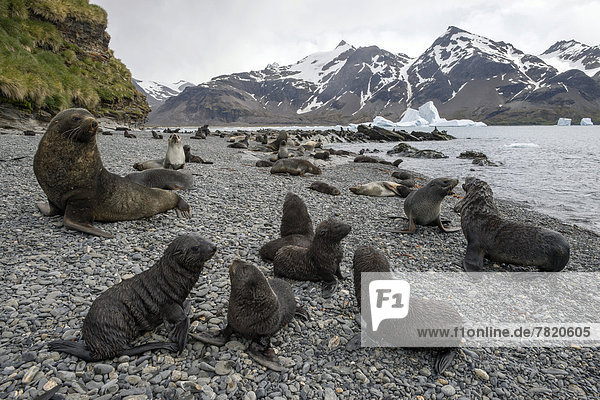 Antarctic Fur Seals (Arctocephalus gazella) pups and adults