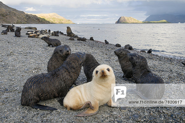 Antarctic Fur Seals (Arctocephalus gazella)  pubs  one leucistic pup with other brown  normal coloured pups