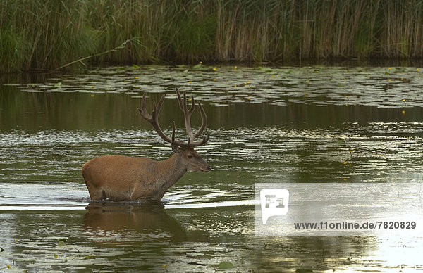 Rothirsch (Cervus elaphus)  Hirsch steht in einem See