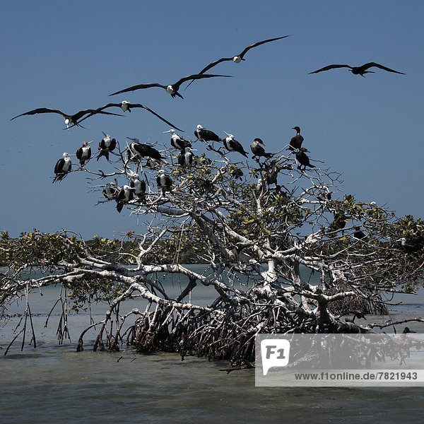Mexico  Campeche State  Isla Aguada  frigate bird  (fregata magnificens)                                                                                                                          