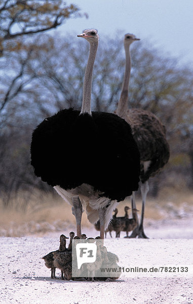Africa  Ostrich female with chicks  (Struthio camelus)                                                                                                                                              