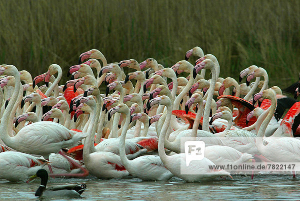 France  Provence  Camargue  greater flamingos (Phoenicopterus roseus)                                                                                                                               