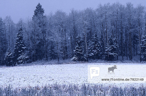 Canada  Bull moose (Alces alces) crossing a field in winter after fresh snow                                                                                                                        