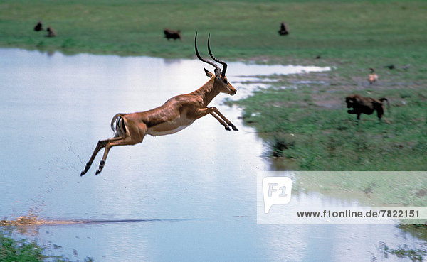 Africa  Kenya  Nakuru  male Impala jumping                                                                                                                                                          