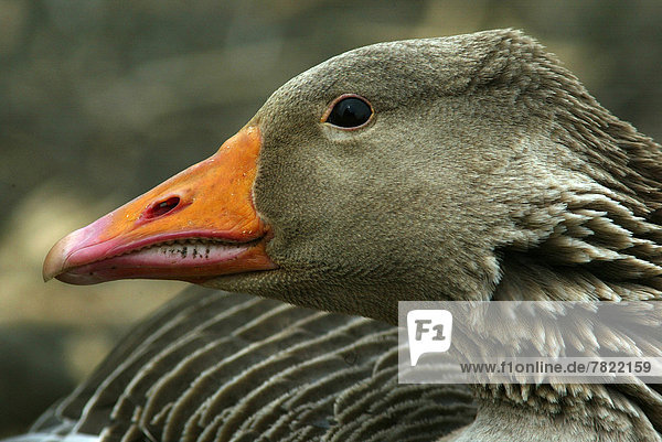 Greylag geese (Anser anser)                                                                                                                                                                         