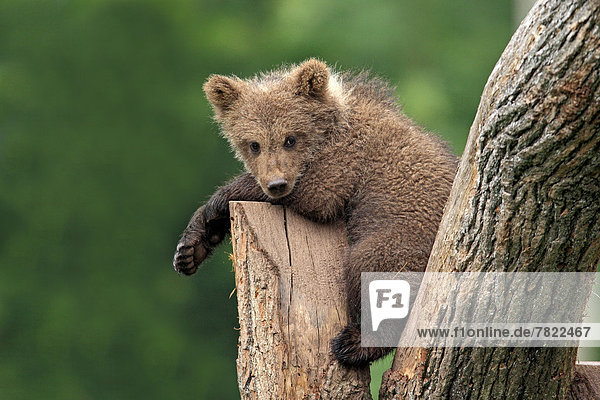 Braunbär (Ursus arctos)  Jungtier liegt auf Baum  captive