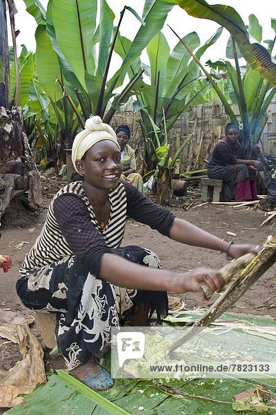 Processing of the false banana  Dorzè village  Chencha   Ethiopia                                                                                                                                   