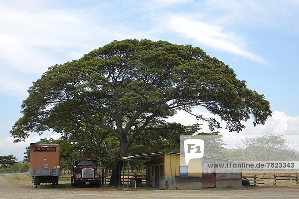 Baum Leon