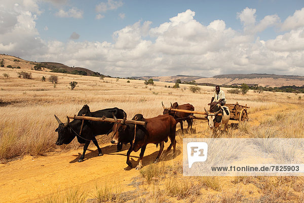 Zebu  Bos indicus  Mann  Tradition  Fuhrwerk  Rind  Insel  Afrika  Madagaskar