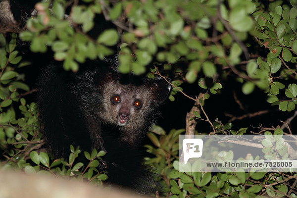 frontal  Tier  Wald  trocken  Säugetier  Natur  Wirbeltier  ungestüm  Insel  Laubbaum  Naturvolk  Afrika  Madagaskar  Primate  Wildtier