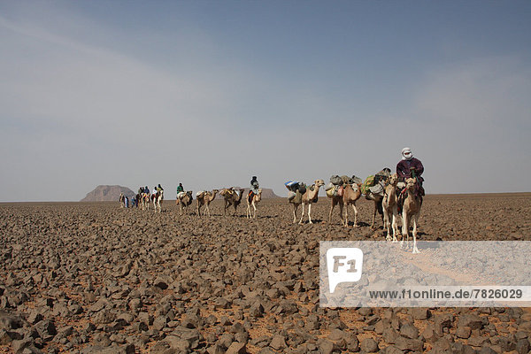 Nordafrika  Dromedar  Einhöckriges  Arabisches Kamel  Camelus dromedarius  Berg  fahren  Wüste  Sahara  Afrika  Algerien  Kamel  mitfahren  trekking  Tuareg