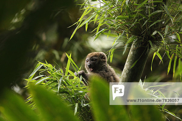 Nationalpark  Tier  Wald  Säugetier  Natur  Wirbeltier  ungestüm  Insel  Naturvolk  Afrika  Madagaskar  Regenwald  Wildtier