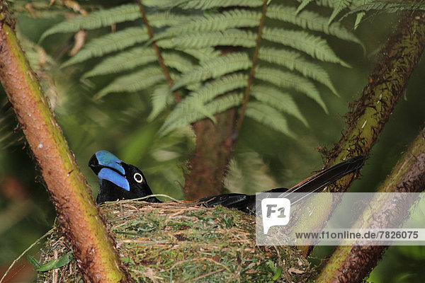 Nationalpark  Tier  Wald  Natur  Wirbeltier  ungestüm  Insel  Vogel  Naturvolk  Afrika  Madagaskar  Regenwald  Wildtier