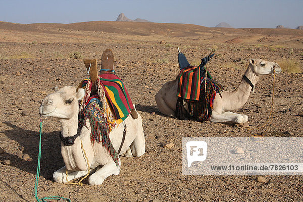 Nordafrika  Dromedar  Einhöckriges  Arabisches Kamel  Camelus dromedarius  Portrait  Berg  fahren  Wüste  Sahara  Reitsattel  Sattel  camping  Afrika  Algerien  Kamel  mitfahren  Tuareg