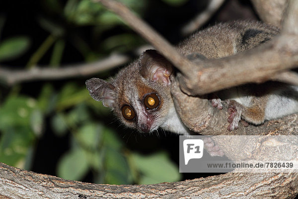 Tier  Wald  trocken  Säugetier  Natur  Wirbeltier  ungestüm  Insel  nachtaktiv  Laubbaum  Afrika  Madagaskar  Primate  Wildtier