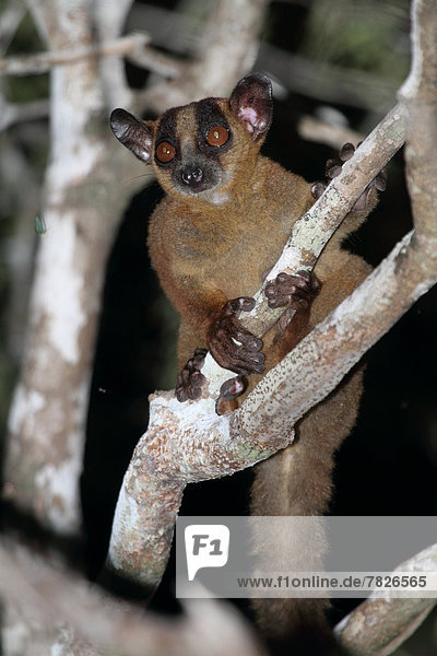 Tier  Wald  trocken  Säugetier  Natur  Wirbeltier  ungestüm  Insel  nachtaktiv  Laubbaum  Naturvolk  Afrika  Madagaskar  Primate  Wildtier
