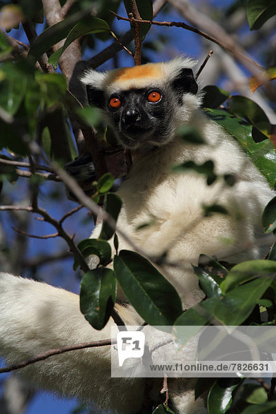 Tier Wald trocken Säugetier Natur Wirbeltier ungestüm Insel nachtaktiv Laubbaum Naturvolk Afrika Madagaskar Primate Wildtier