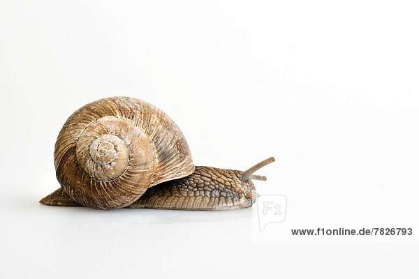 snail                                                                                                                                                                                               