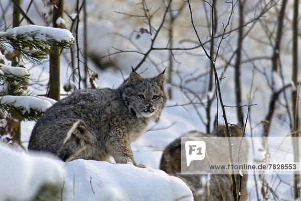 Winter  Tier  Katze  Kanada  Luchs  lynx lynx  Yukon