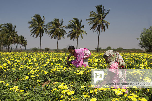 Ländliches Motiv  ländliche Motive  Palme  Frau  Blume  arbeiten  Landwirtschaft  Bauernhof  Hof  Höfe  bunt  Asien  Indien  Karnataka