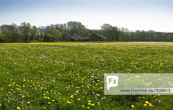 Netherlands  Holland  Europe  Bakkum noord  green  landscape  field  meadow  flowers  spring  farmhouse
