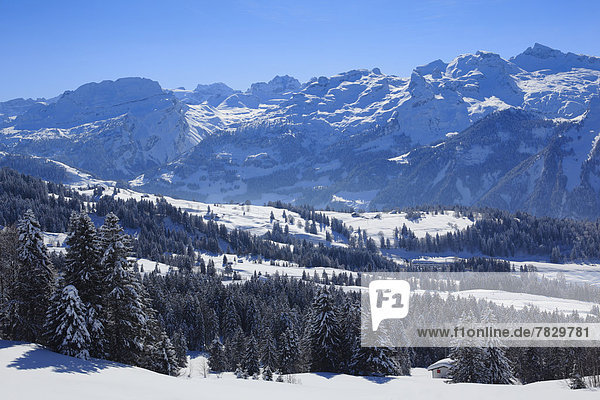 Alps  Alpine wreath  Alpine  panorama  view  mountain  mountains  trees  spruce  spruces  mountains  summits  peaks  Central Switzerland  Internal Swiss Alps  ridge  cold  Mythen region  area  myth region  panorama  snow  Switzerland  Europe  Swiss Alps  Schwyz  Schwyzer Alps  fir  firs  wood  forest  winter  central Switzerland  blue sky  cold  Swiss