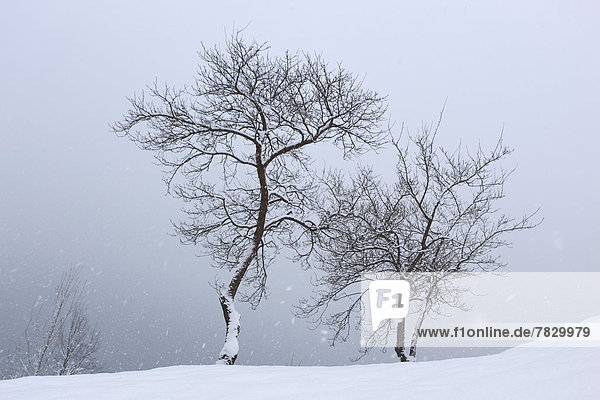 Tree trees snowfall snow Switzerland Europe Schwyz water winter Swiss snow-covered snowy two