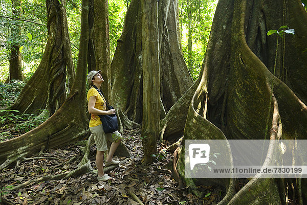 Nationalpark  Baum  Regenwald  Wald  Mittelamerika  Costa Rica