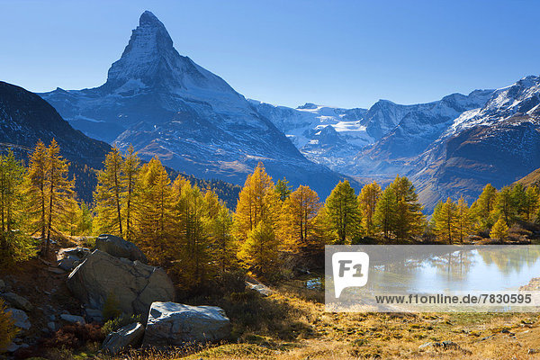 Europa Berg Baum Spiegelung See Matterhorn Herbst Lärche Bergsee Schweiz
