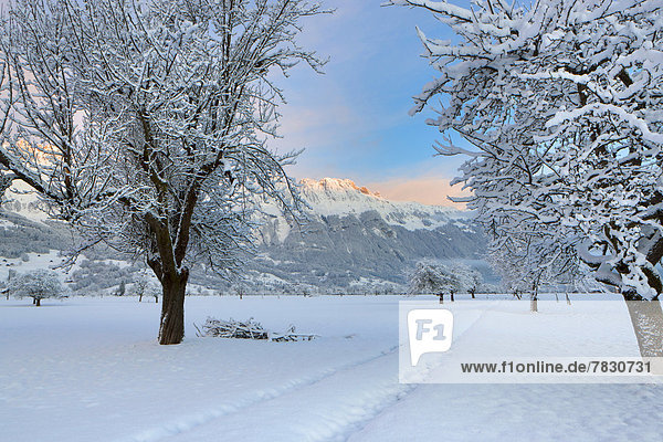 Haag Switzerland Europe canton St. Gallen Rhine Valley trees snow winter way morning light mountains Alpstein
