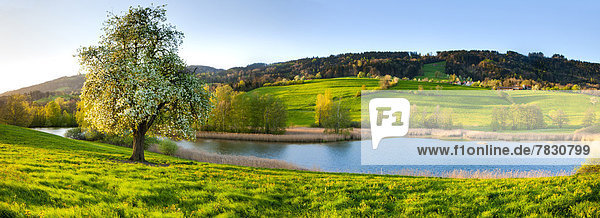 Unterharrows  Switzerland  Europe  canton  St. Gallen  trees  blossom  pear tree  meadow  pond  reed  nature reserve  spring