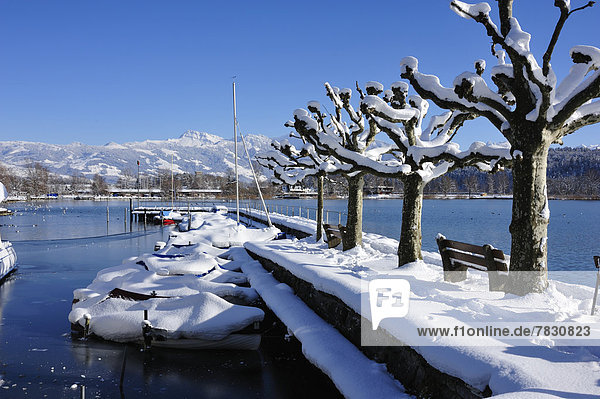 Schmerikon  village  harbour  plane-trees  boats  mountains  Swiss Alps  Speer  Upper Lake of Zurich  winter  snow  Canton  St. Gall  Switzerland