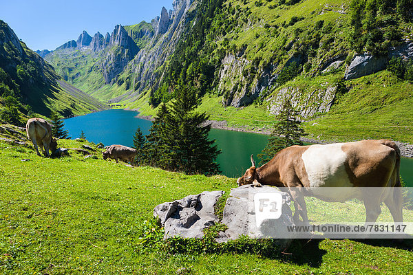 Fälensee  Switzerland  Europe  canton  Appenzell  Innerrhoden  Alpstein  Alp  cows  lake  mountain lake  mountains
