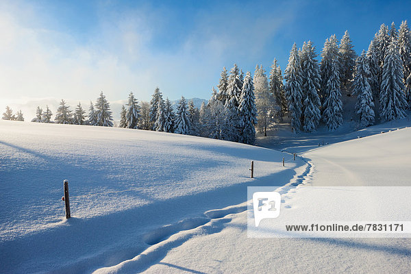 Europa Winter Wald Holz Spur Schnee Schweiz Weg