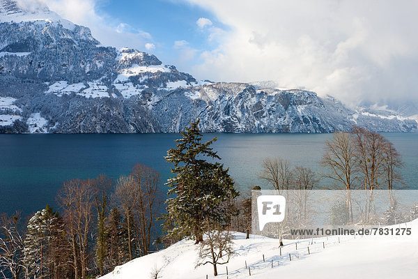 Lake Uri Switzerland Europe canton Uri lake Vierwaldstättersee mountain trees snow winter