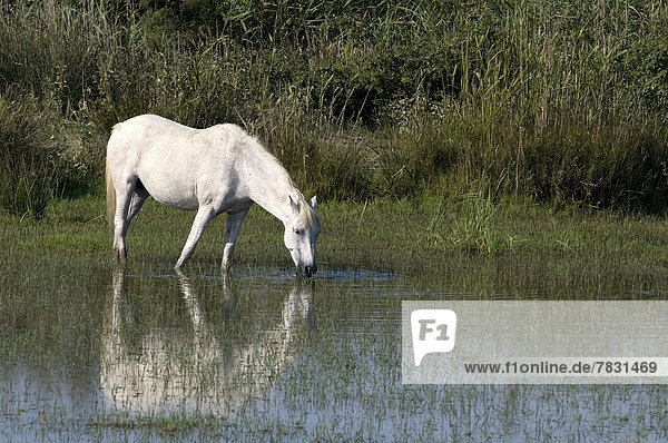 Wildpferd  equus ferus  Pferd  Equus caballus  Frankreich  Europa  Tier  Camargue  Teich  Schimmel
