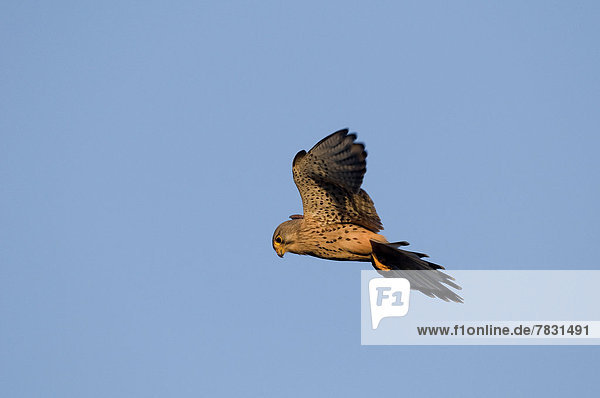 Turmfalke  Falco tinnunculus  Europa  fliegen  fliegt  fliegend  Flug  Flüge  Tier  Vogel