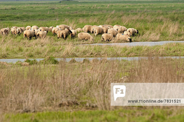 Frankreich  Europa  Tier  Landwirtschaft  Schaf  Ovis aries  Wiese  Herde  Herdentier  Vogelschwarm  Vogelschar