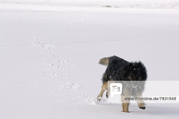 Europa  Winter  Tier  Hund  Belgien  Bobtail  Schafhirte  Schnee